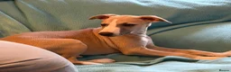 Whippet dogs for sale: Crufts winning parents - Advert 11