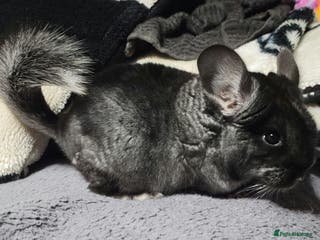 Chinchilla rodents Baby chinchillas now ready for their new homes - Advert 2