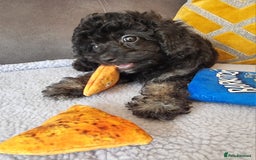 Cockapoo dogs for sale: Fully Vaccinated, Adorable small Cockapoo puppies - Image 35