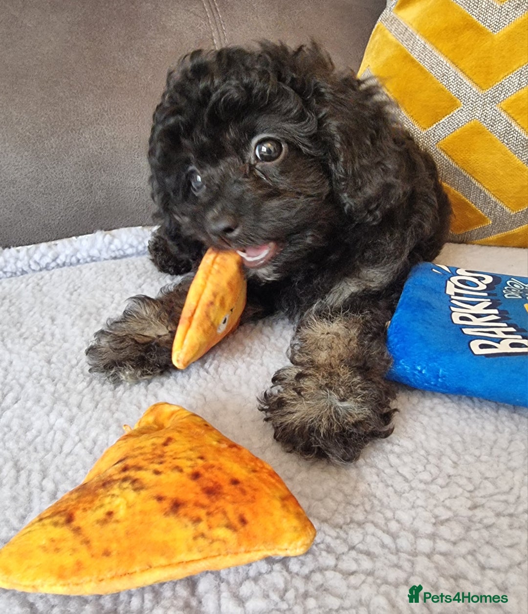 Cockapoo dogs for sale: Fully Vaccinated, Adorable small Cockapoo puppies - Image 35