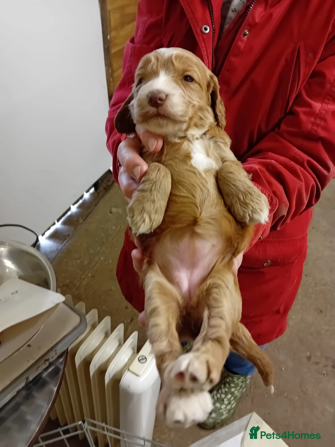 Cockapoo dogs for sale: Health tested F1 Cockapoo puppies  - Advert 2