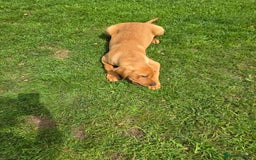 Labrador Retriever dogs for sale: Fully Health Tested KC Fox Red Labrador Puppies in York - Image 11