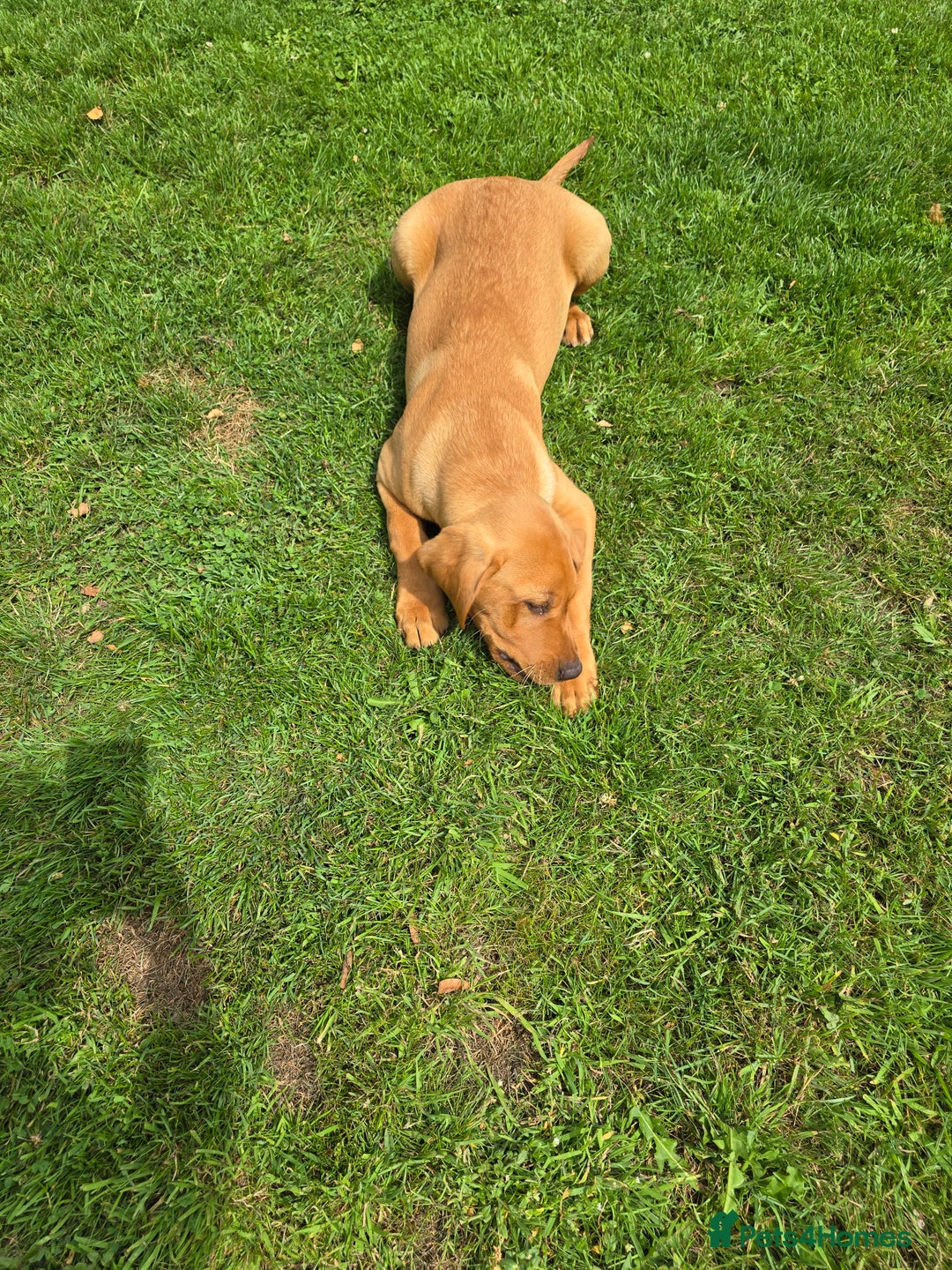Labrador Retriever dogs for sale: Fully Health Tested KC Fox Red Labrador Puppies in York - Image 11