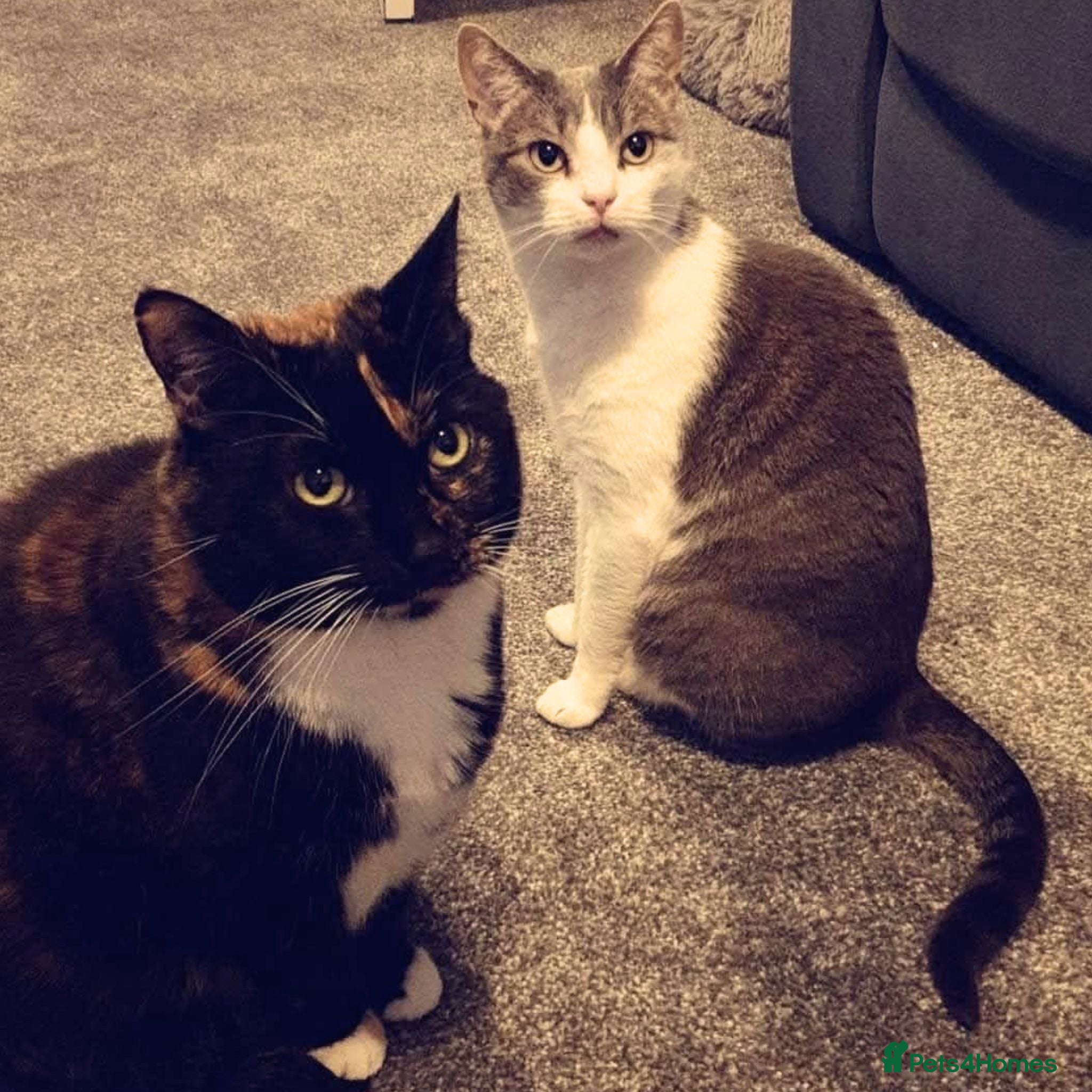 Mixed Breed cats Kid-friendly Sister Kitties - Advert 1