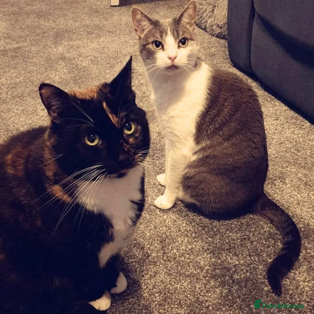 Mixed Breed cats for adoption: Kid-friendly Sister Kitties - Advert 1