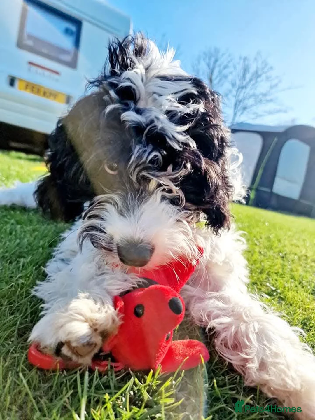 Cockapoo dogs for sale: F2 generation cockerpoo puppys  - Advert 23