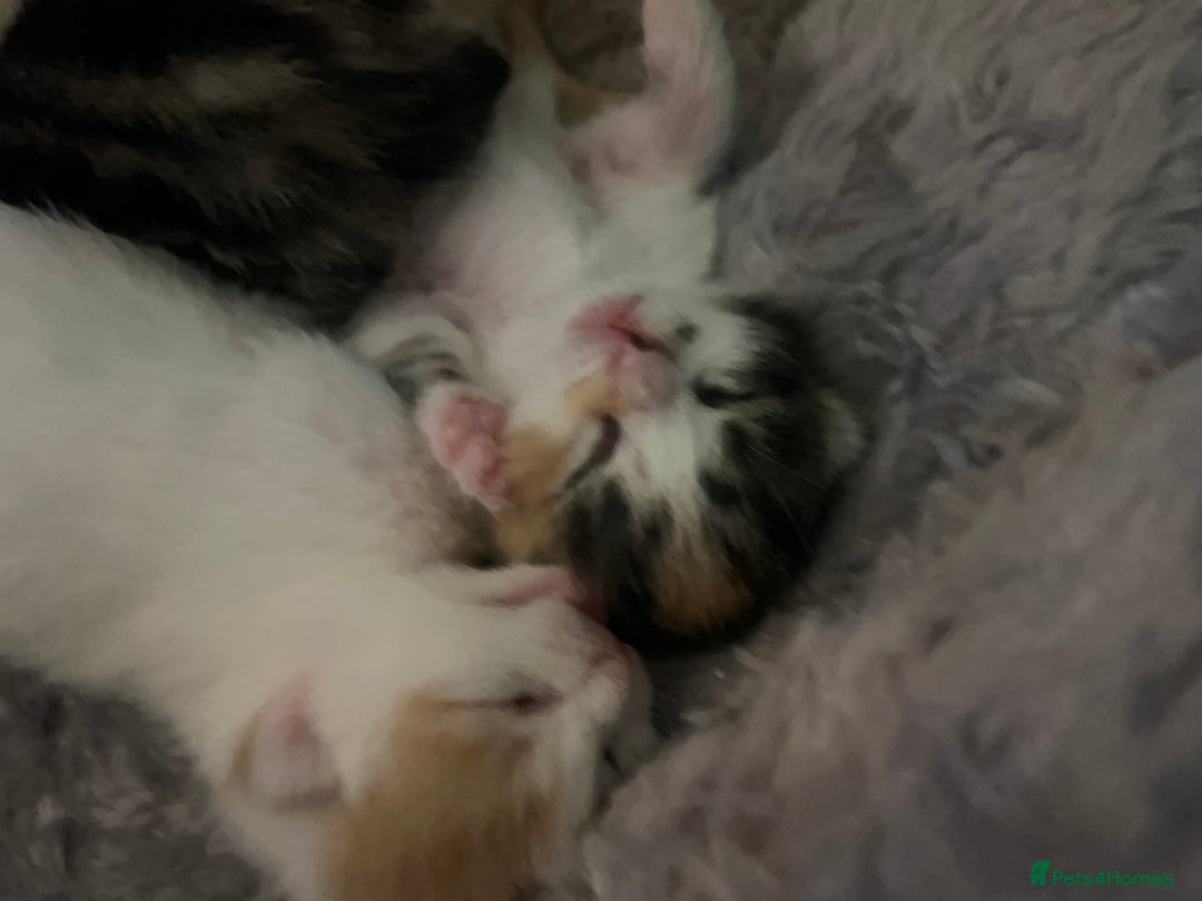 Mixed Breed cats for sale: Mixed breed kittens loving for their forever home - Advert 33