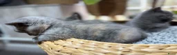 British Shorthair cats for sale: Beautiful British Shorthair Kittens  in Ilford - Advert 16