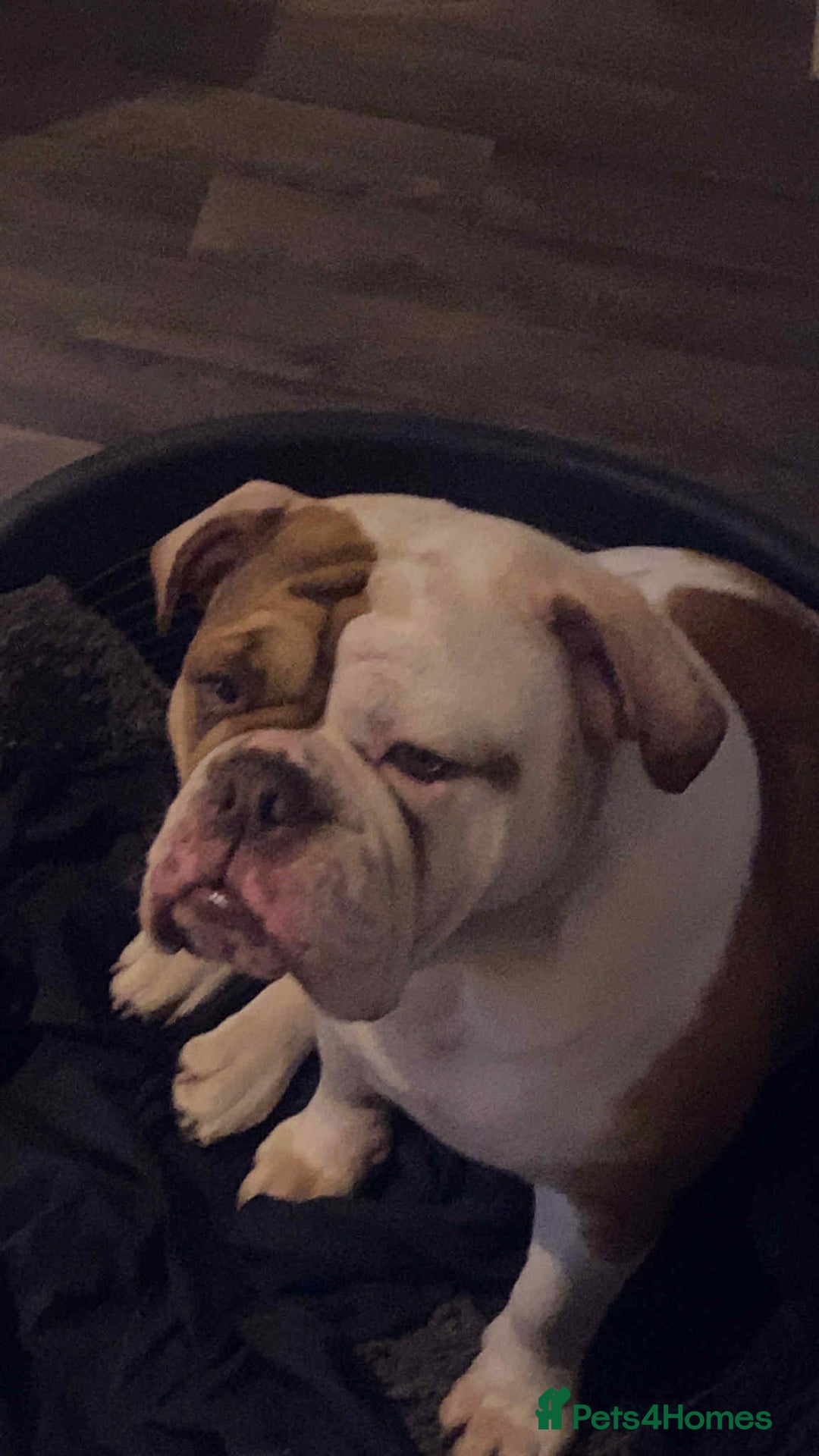 Olde English Bulldogge dogs for sale: Old Tyne English bulldog  - Advert 1