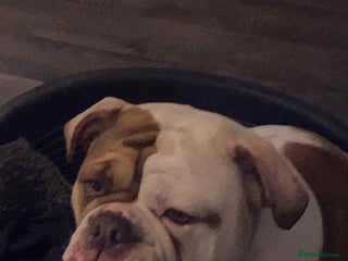 Olde English Bulldogge dogs Old Tyne English bulldog - Advert 1