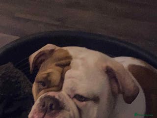 Olde English Bulldogge dogs Old Tyne English bulldog - Advert 3