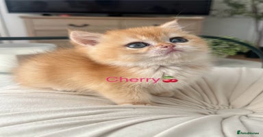 British Shorthair cats - Advert 3