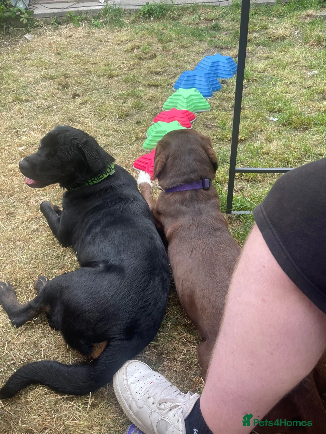 Mixed Breed dogs for sale: Luna - 1yr 2month old Rottweiler Cross - Advert 2