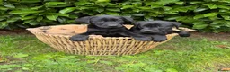 Labrador Retriever dogs for sale: Working pedigree Labrador retreiver in Maidstone - Advert 1