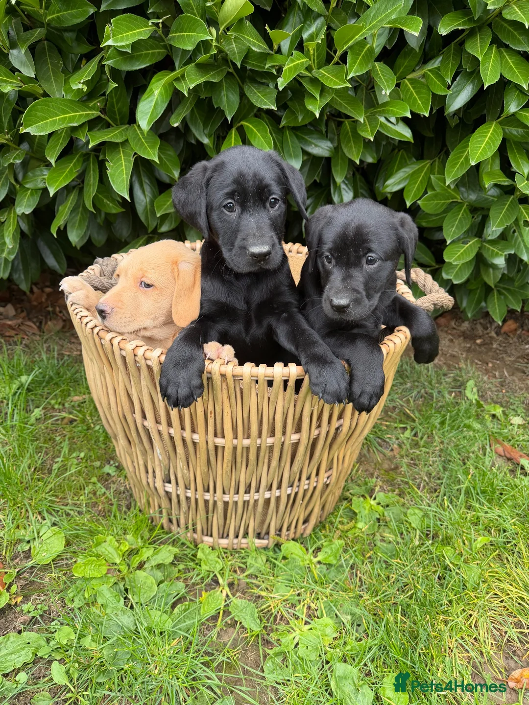 Labrador Retriever dogs for sale: Working pedigree Labrador retreiver in Maidstone - Advert 1