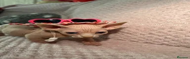 Sphynx 2