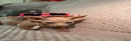 Sphynx cats for sale: Bambino Sphynx kittens  - Advert 15