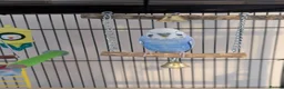 Budgerigars birds for sale: Male budgies  in Hull - Advert 2