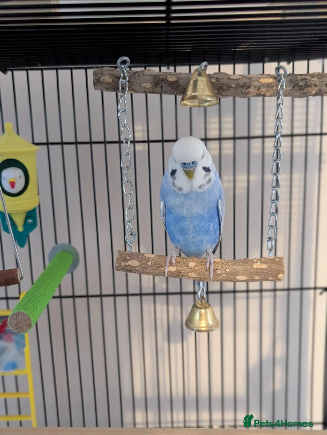 Budgerigars birds for sale: Male budgies  in Hull - Advert 2