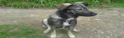 Mixed Breed dogs for sale: Mixed Breed Female Looking For Forever Home - Advert 8