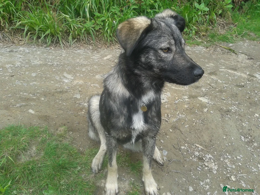 Mixed Breed dogs for sale: Mixed Breed Female Looking For Forever Home - Advert 8