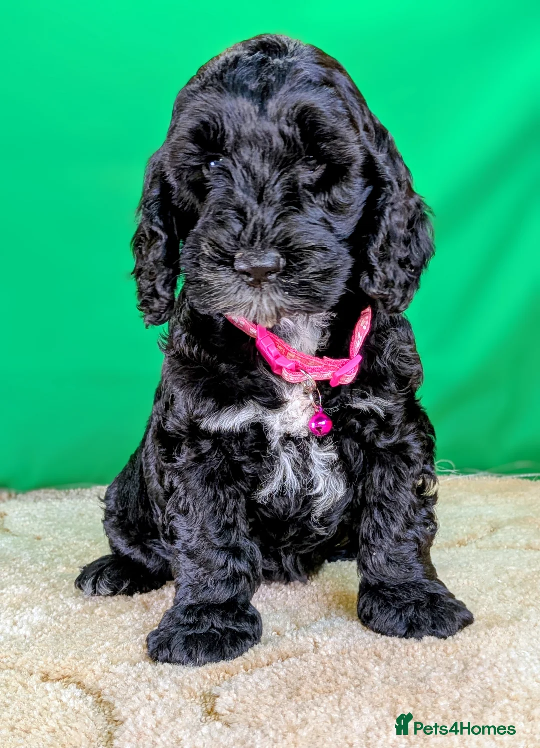 Cockapoo dogs for sale: 🐾 Your New Best Friend is Waiting! 🐾 - Advert 2