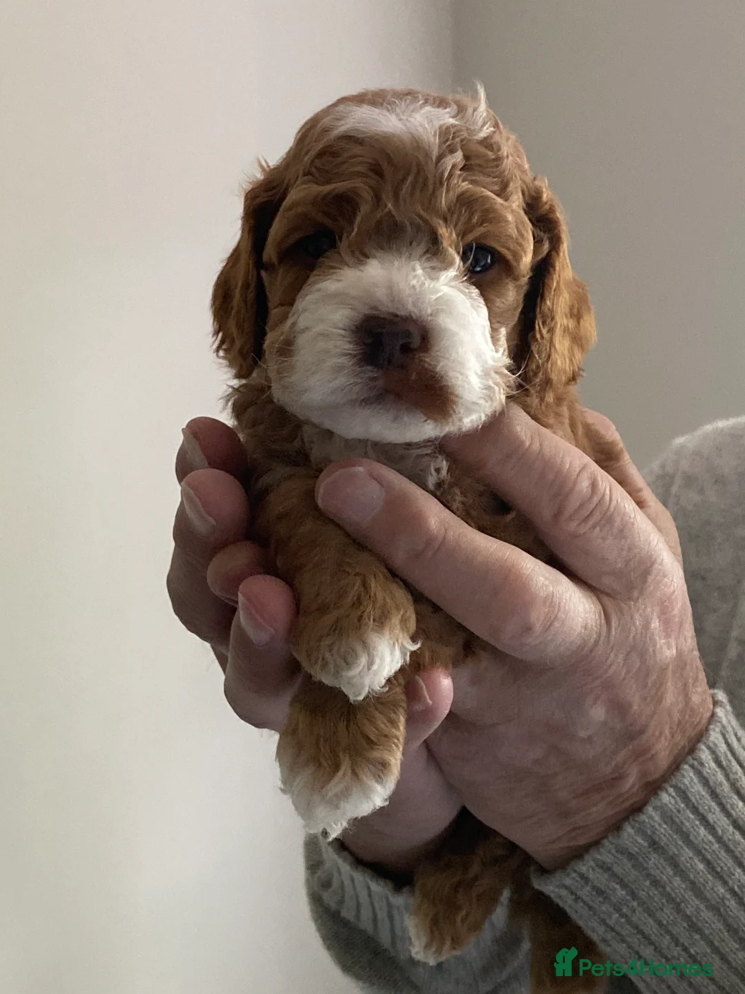 Cockapoo dogs for stud: Unique f3 American cockapoo stud  in Aberdeen - Advert 13