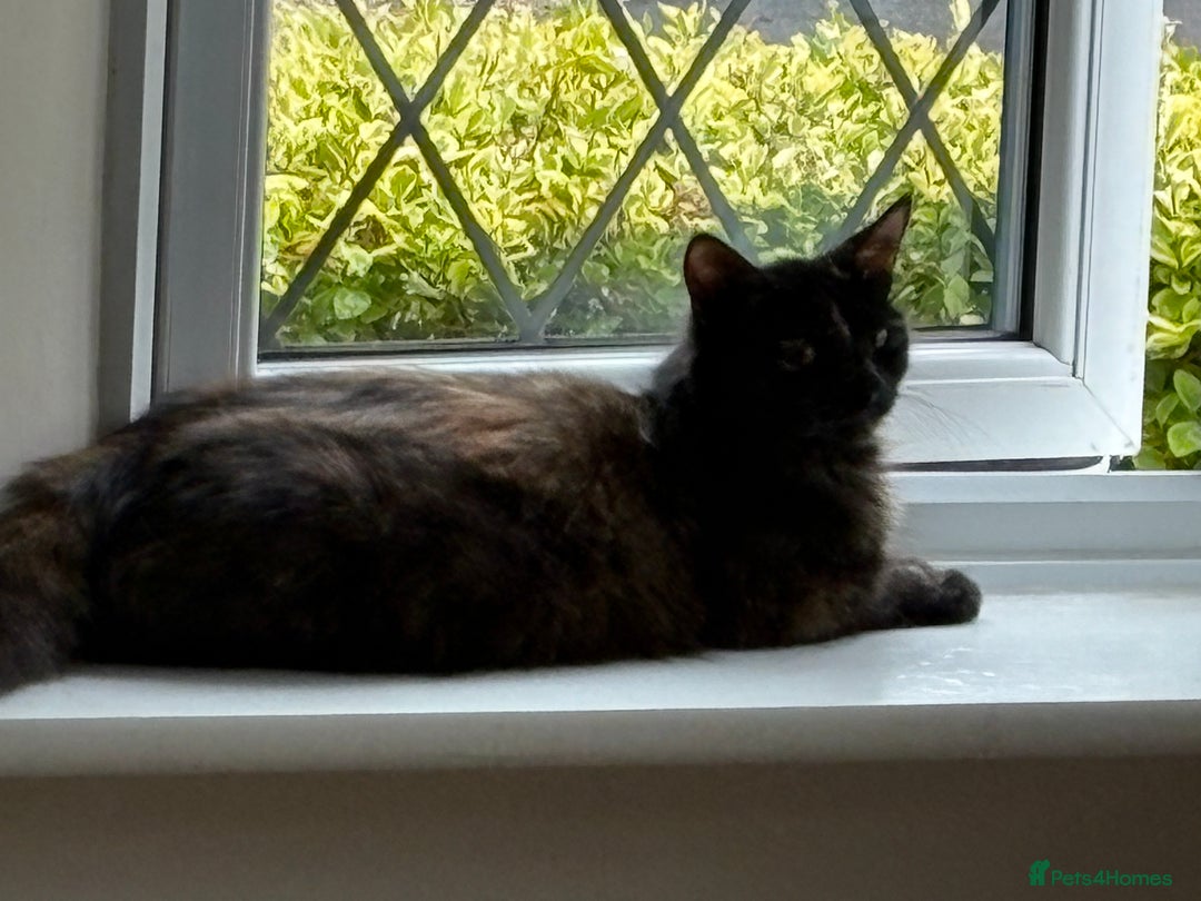 Mixed Breed cats for sale: Beautiful 10 week old kitten - Advert 4