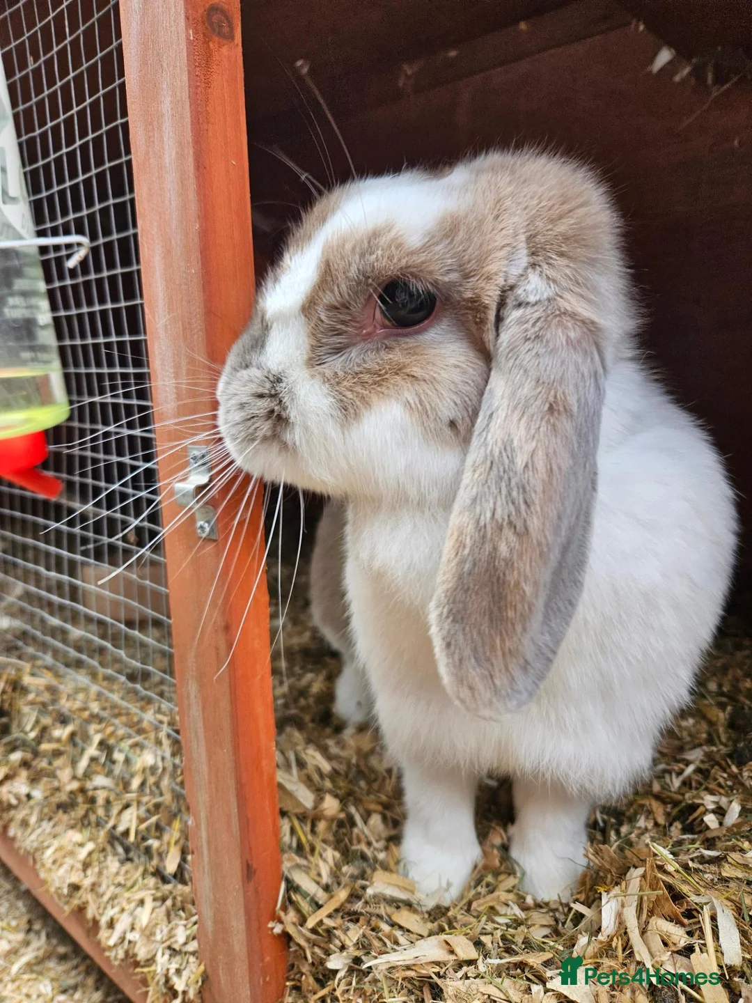 Mini Lop rabbits for sale: Mini Lop girl - Advert 6