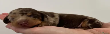 Miniature Dachshund 6