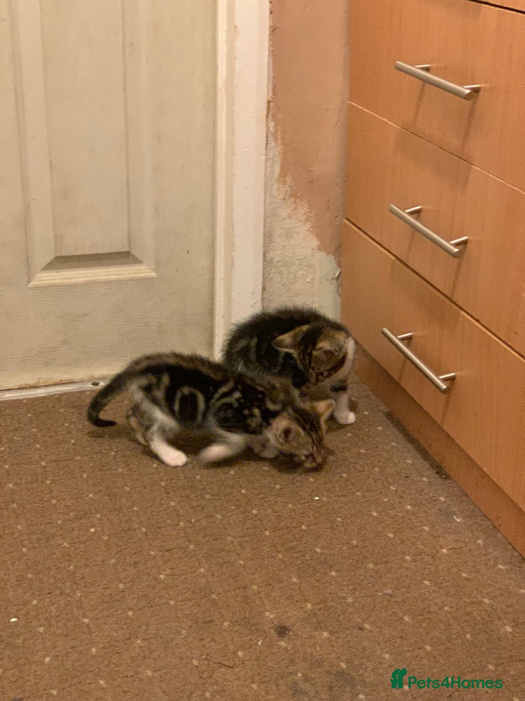 British Shorthair cats for sale: 2 boy kittens ready for there new home - Image 9