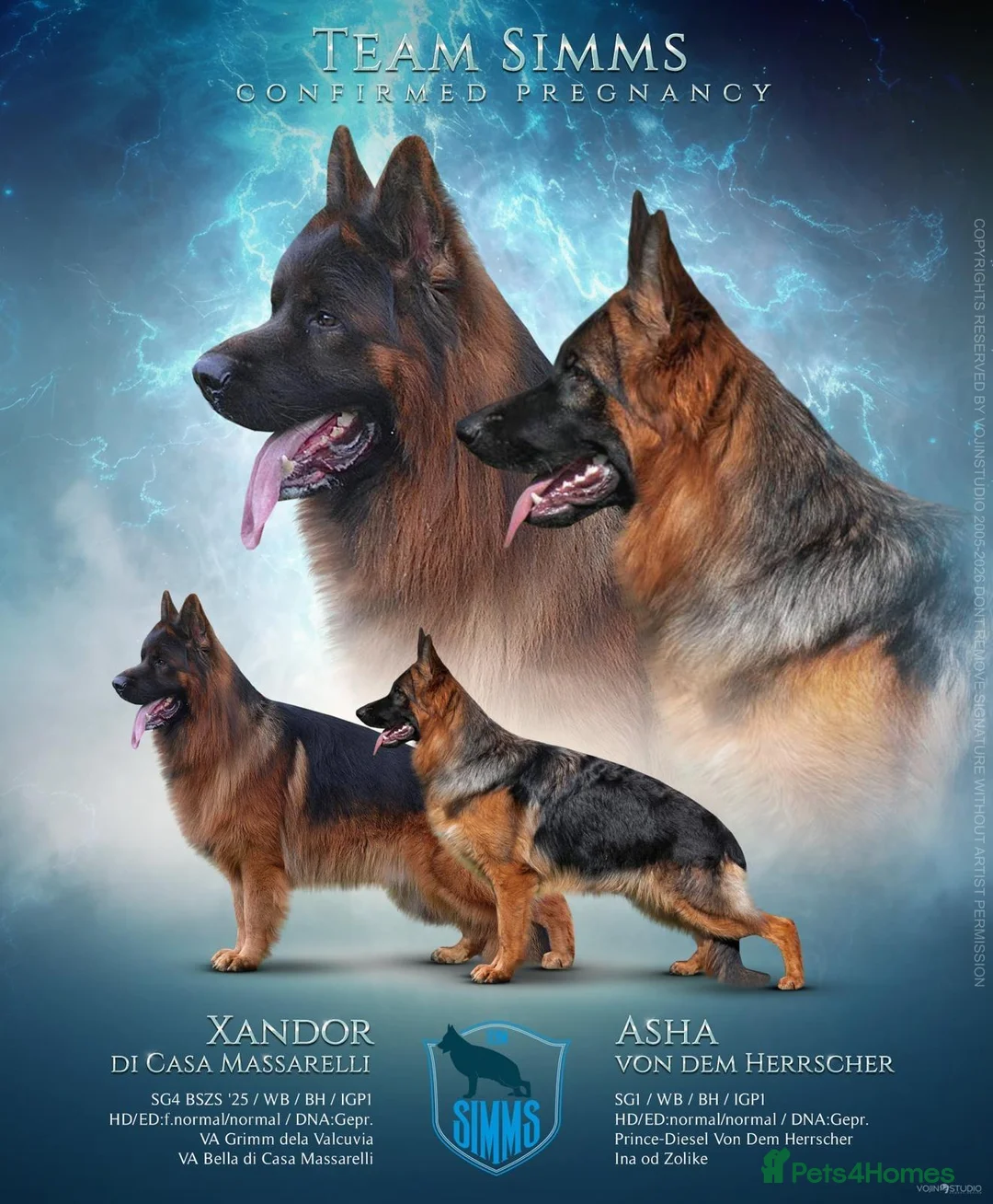 German Shepherd dogs for sale: Fabulous Pups out of Xandor di Casa Massarelli - Advert 1