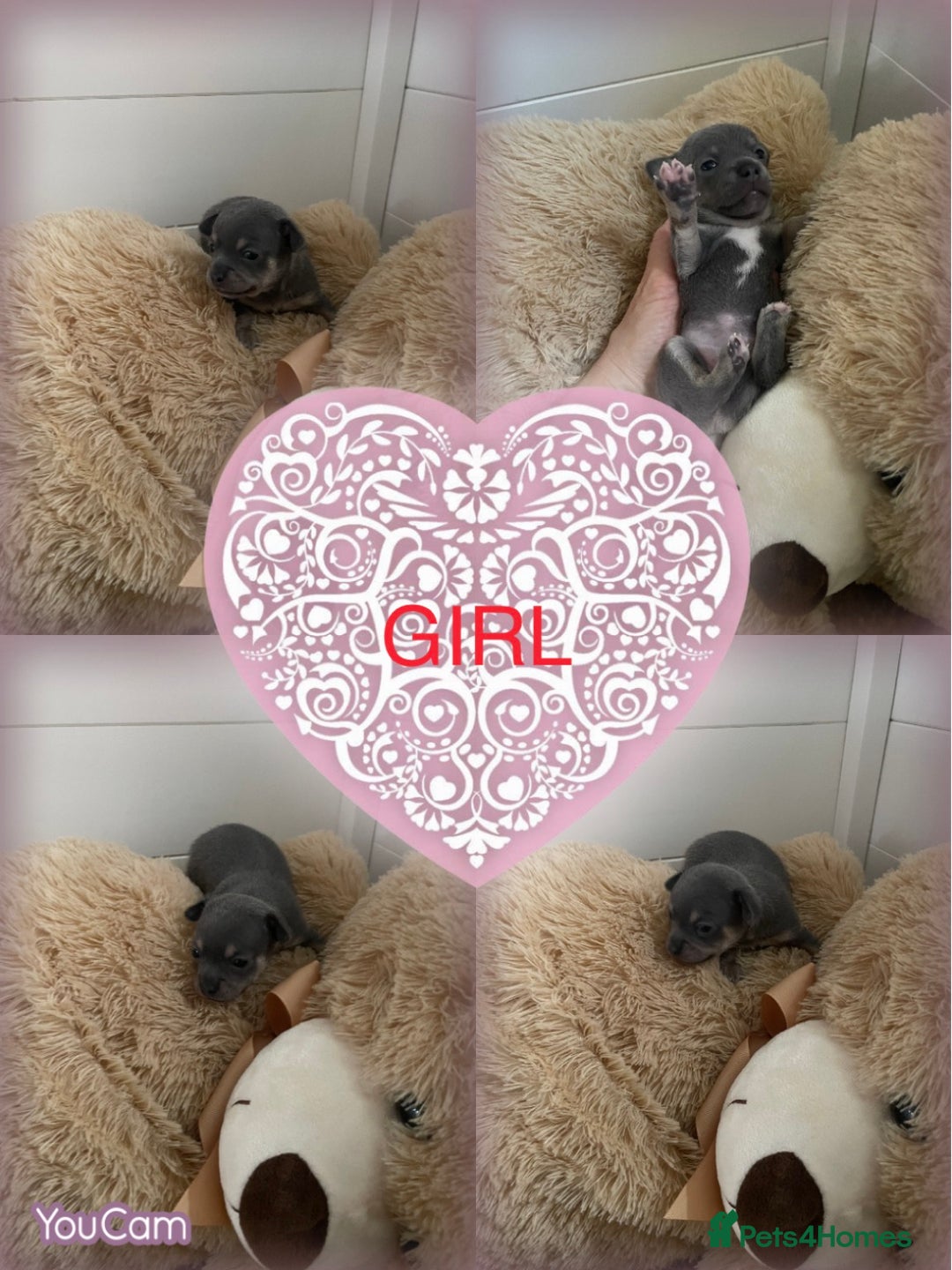 Chihuahua dogs for sale: Beautiful Merle Chihuahua Puppies  - Advert 4