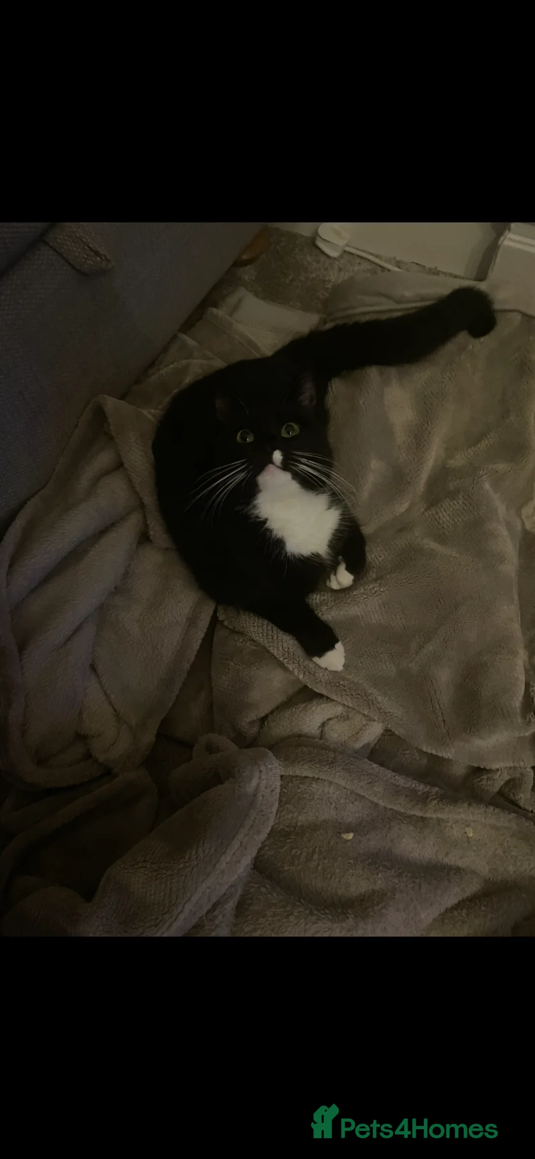 Mixed Breed cats for sale: Beautiful black and black and white kittens  in Wallasey - Advert 1