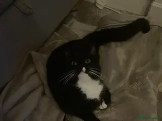 Mixed Breed cats Beautiful black and black and white kittens - Advert 8