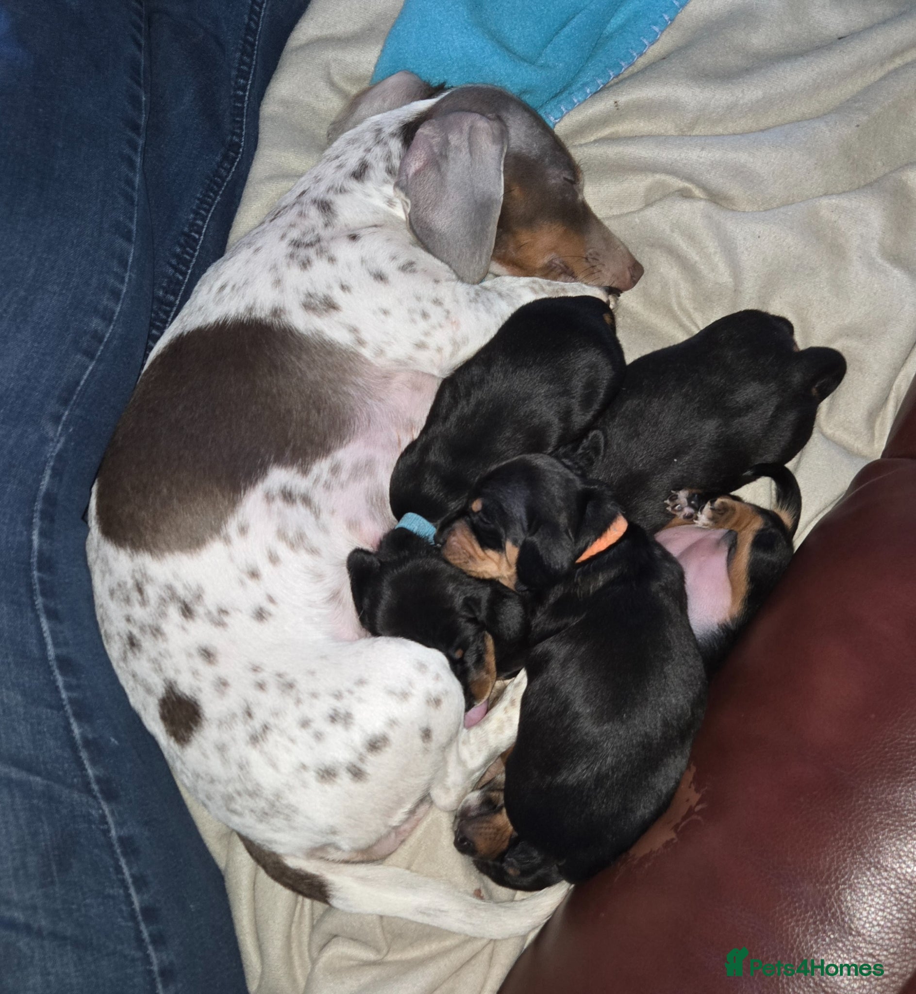 Dachshund dogs Dachshund pups first and only litter of both  - Advert 1