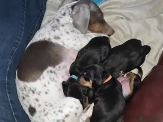 Dachshund dogs Dachshund pups first and only litter of both - Advert 1