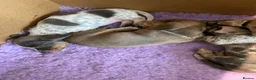 Miniature Dachshund dogs for sale: 5 beautiful Miniature Dachshund puppies  - Advert 8
