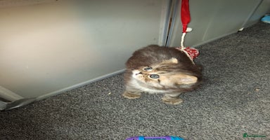 Persian cats - Advert 6