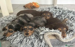 Miniature Dachshund dogs for sale: Long haired mini male dachshunds pups KC reg  - Image 18