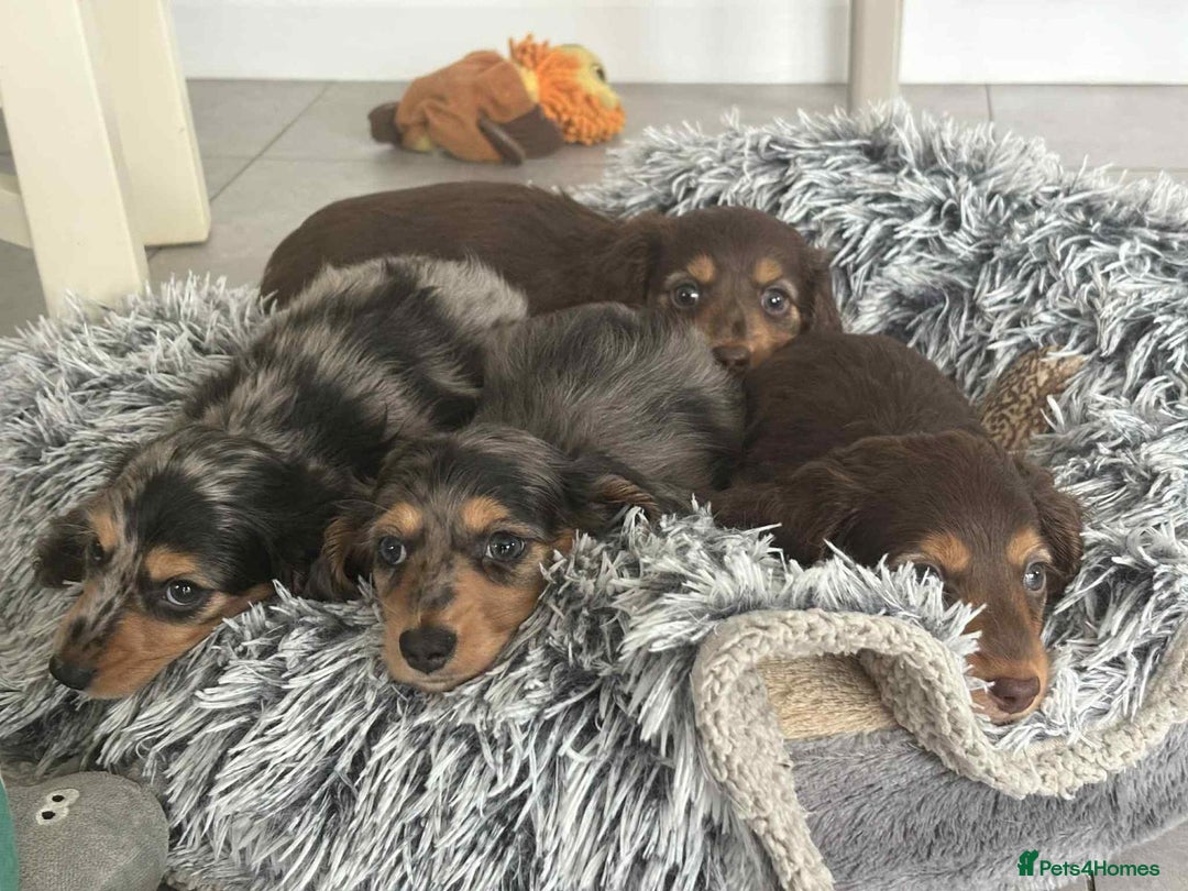 Miniature Dachshund dogs for sale: Long haired mini male dachshunds pups KC reg  - Image 18