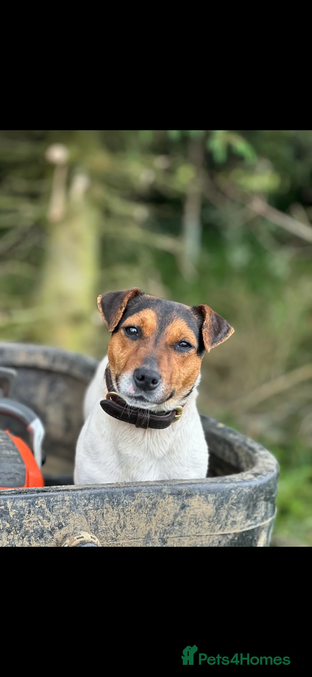 Jack Russell dogs for stud: Jack Russel Stud in Aboyne - Advert 4
