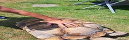 Tortoise reptiles for sale: Xxl sulcata tortoise  - Advert 4