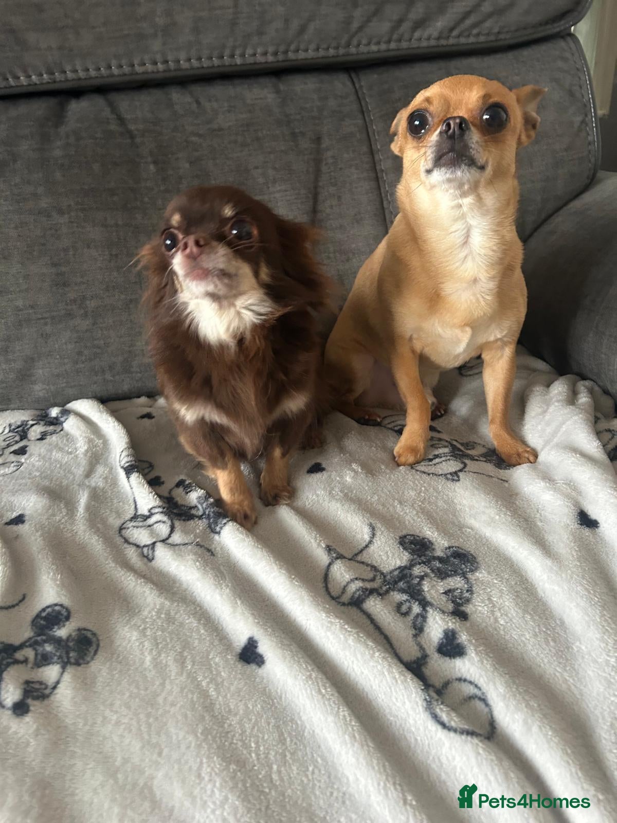 Chihuahua dogs Chihuahua female puppy, Ready now - Advert 5