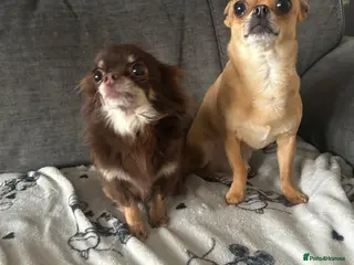 Chihuahua dogs Chihuahua female puppy, Ready now - Advert 5