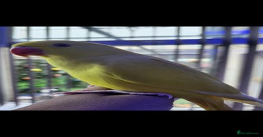 Budgerigars birds - Advert 11