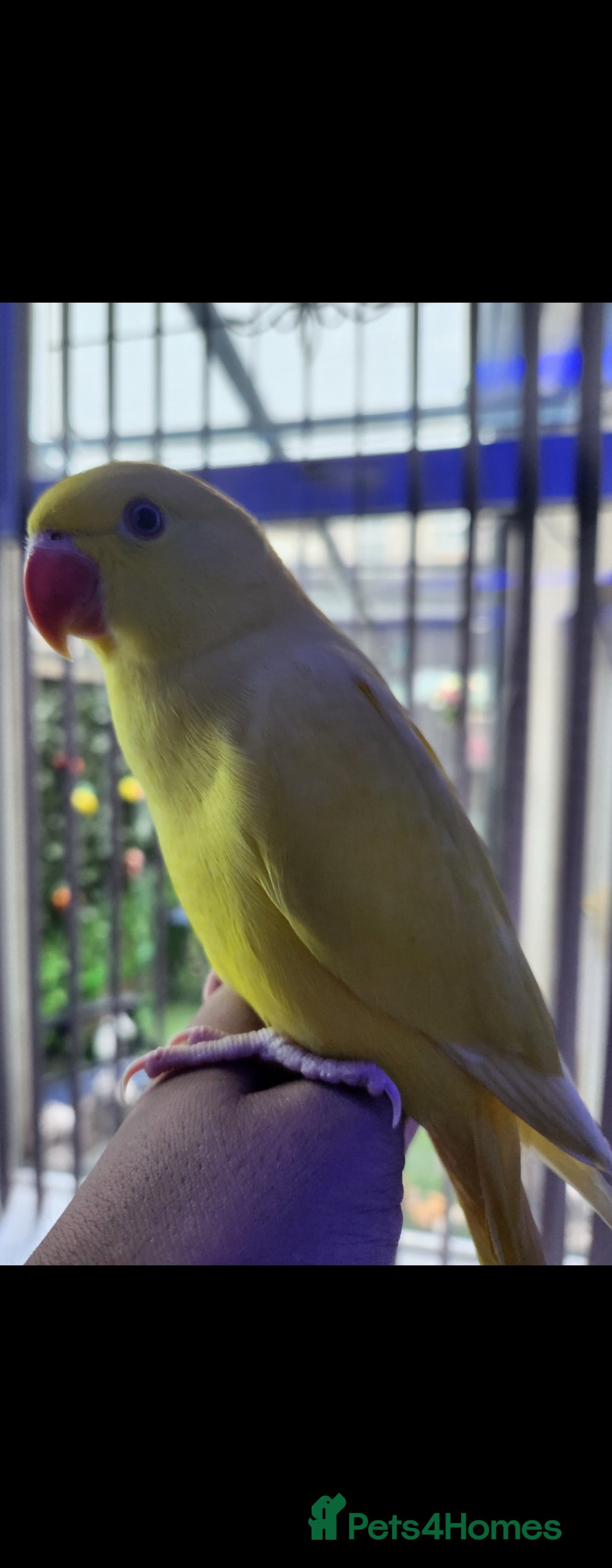 Budgerigars birds for sale: Handreared super tame baby yellow ringneck parrot - Image 3
