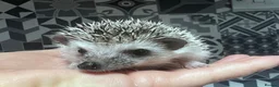 Pygmy Hedgehog rodents for sale: African Pygmy hedgehog hoglets  - Advert 4