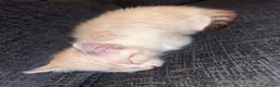 Mixed Breed cats for sale: sealpoint crossed fluffy persian. - Advert 6