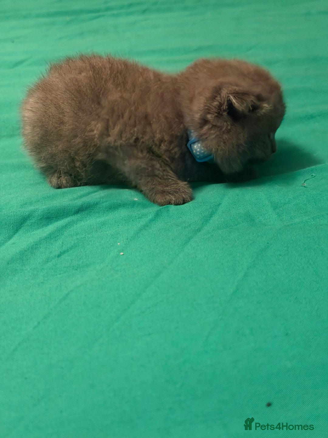 Scottish Fold cats for sale: Scottish fold kittens - Advert 20